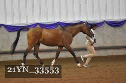 21YN_33553 thumbnail