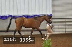 21YN_33554 thumbnail