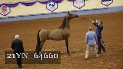 21YN_64660 thumbnail