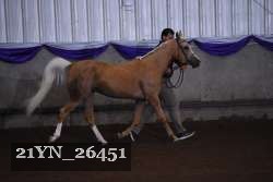 21YN_26451 thumbnail