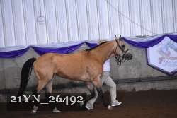 21YN_26492 thumbnail