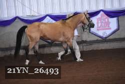 21YN_26493 thumbnail