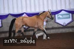 21YN_26494 thumbnail