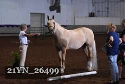 21YN_26499 thumbnail