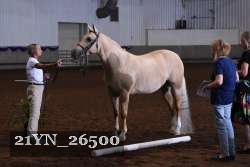 21YN_26500 thumbnail