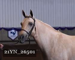 21YN_26501 thumbnail