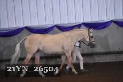 21YN_26504 thumbnail