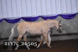 21YN_26505 thumbnail