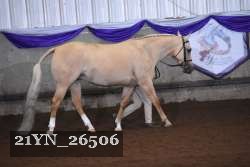 21YN_26506 thumbnail