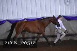 21YN_26512 thumbnail