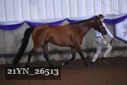 21YN_26513 thumbnail