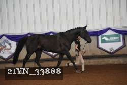 21YN_33888 thumbnail