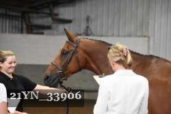 21YN_33906 thumbnail