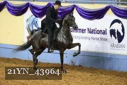 21YN_43964 thumbnail