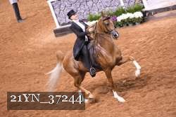 21YN_37244 thumbnail