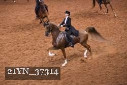 21YN_37314 thumbnail