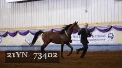 21YN_73402 thumbnail