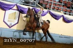 21YN_00707 thumbnail