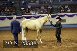 21YN_25530 thumbnail