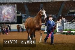 21YN_25631 thumbnail