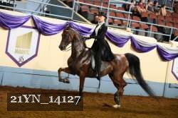 21YN_14127 thumbnail