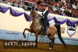 21YN_14129 thumbnail