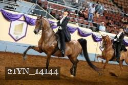 21YN_14144 thumbnail
