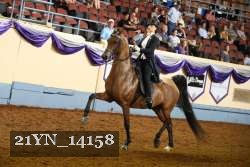 21YN_14158 thumbnail