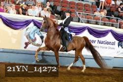 21YN_14272 thumbnail