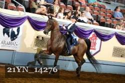 21YN_14276 thumbnail