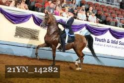 21YN_14282 thumbnail