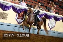 21YN_14285 thumbnail