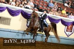 21YN_14286 thumbnail