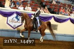 21YN_14497 thumbnail