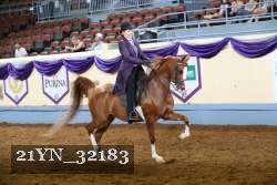 21YN_32183 thumbnail
