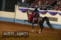 21YN_15077 thumbnail