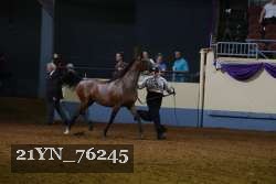 21YN_76245 thumbnail