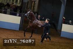 21YN_76287 thumbnail