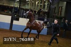21YN_76288 thumbnail
