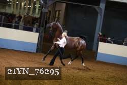 21YN_76295 thumbnail
