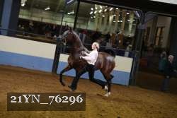21YN_76296 thumbnail