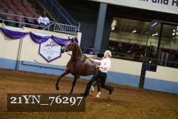 21YN_76297 thumbnail