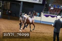 21YN_76299 thumbnail