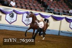 21YN_76302 thumbnail