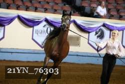 21YN_76303 thumbnail