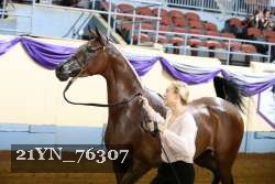 21YN_76307 thumbnail