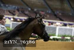21YN_76386 thumbnail