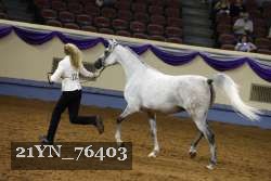 21YN_76403 thumbnail