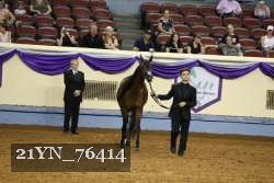 21YN_76414 thumbnail