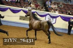 21YN_76431 thumbnail